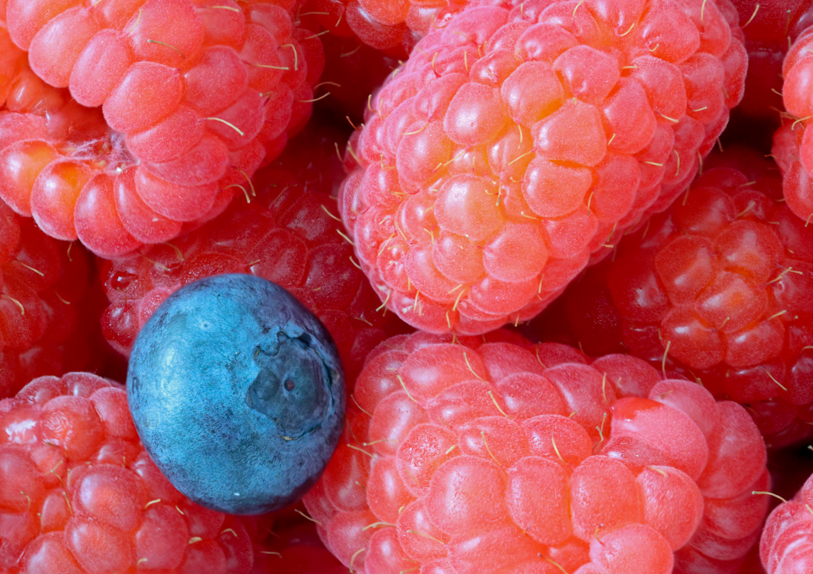 raspberries and one blueberry